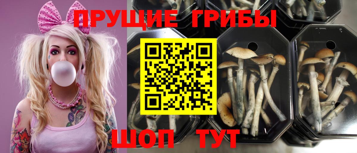 Псилоцибиновые грибы Cubensis Кубинка